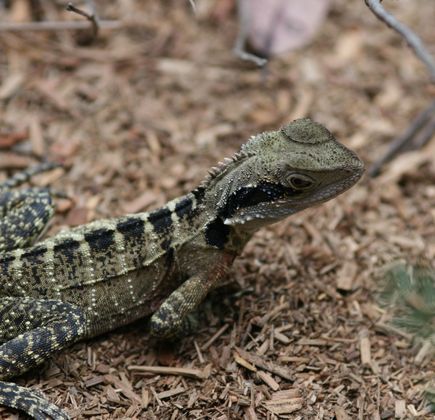 Australian Reptile Park 1