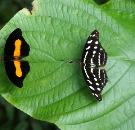 Mariposario Tambopata 1