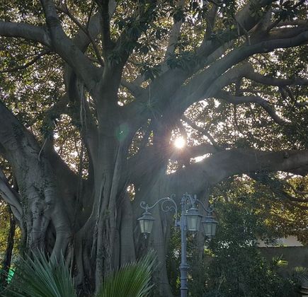 Albero Monumentale delle Marche 1