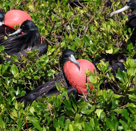 Frigate Bird Sanctuary 1