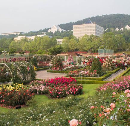 Togashi Rose Garden 1