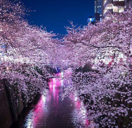 Sakura City Fireworks 1