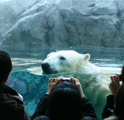 Asahiyama Zoo 1