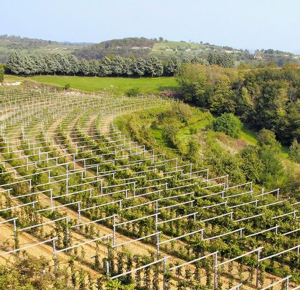 Azienda Agricola La Torre 1