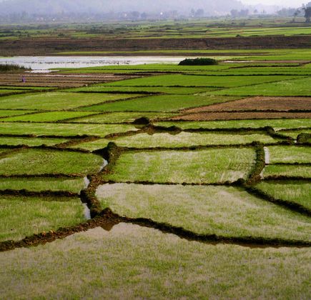 Organic Rice Field 1