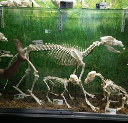 D' Bone Collector Museum 1