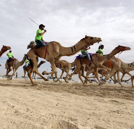 South Sinai Camel Festival 1