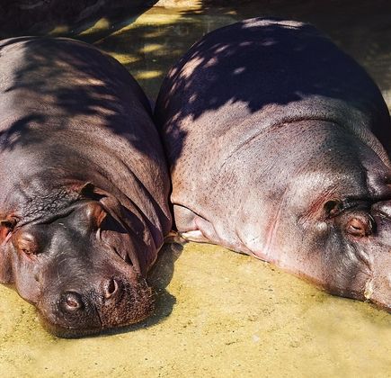 Hippos - Centre Equestre 1