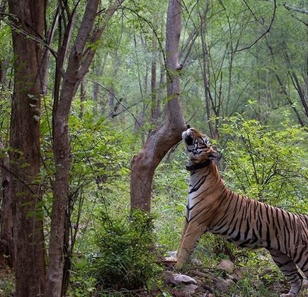Sariska Tiger Reserve 1
