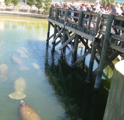 Tampa Electric's Manatee Viewing Center 1