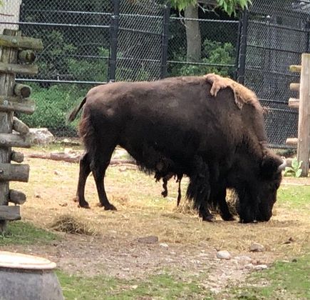Lincoln Park Zoo 1
