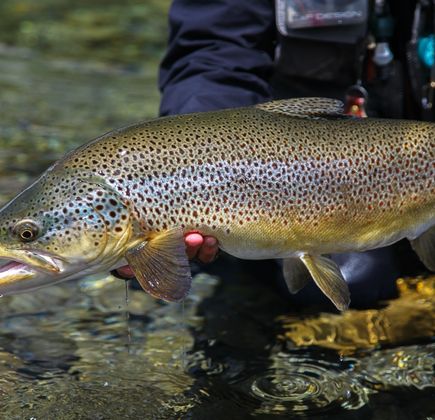 Uenohara Trout Fishing Grounds 1