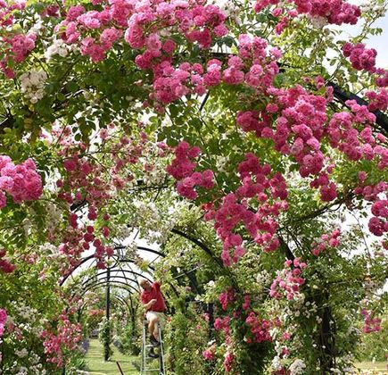 Peter Beales Roses Ltd 1