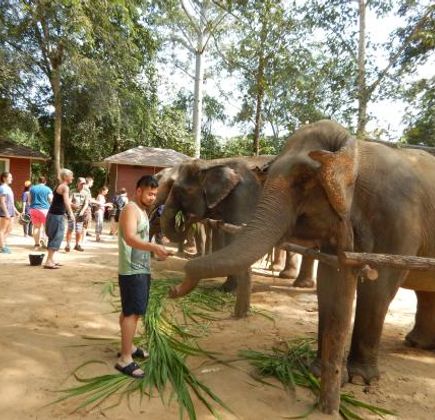 Elephant Nature Park 1