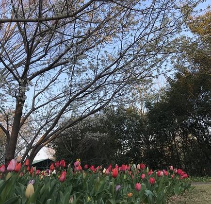 Yoshida Park 1