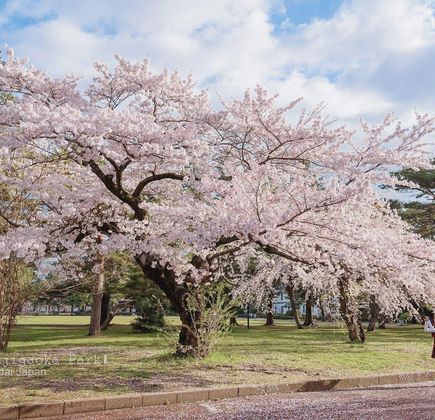 Tsutsujigaoka Park 1