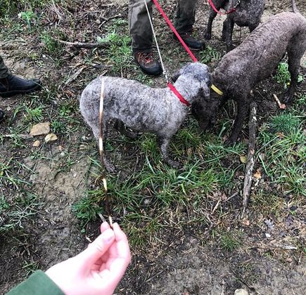 Truffle Hunting in Tuscany 1