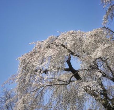 Harama no Itozakura 1
