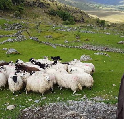 West Kerry Sheep Dog Demonstrations 1