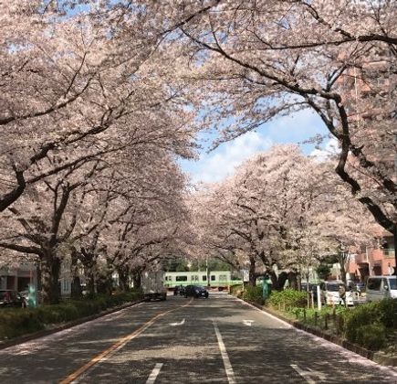 Sagamihara City Hall Sakura Street 1