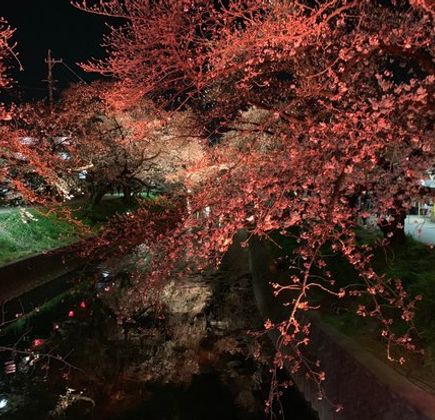Cherry Trees along the Gojo River bank 1