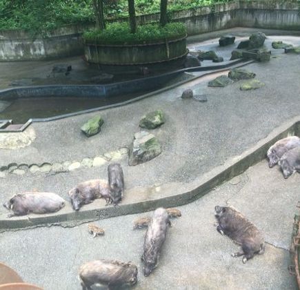 Ishikawa Forest Park 1