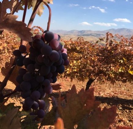 Eskibaglar Vineyards 1