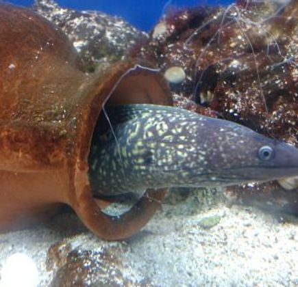 Acquario del Salento 1