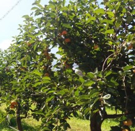 Cedar Creek Orchard 1