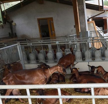 Azienda Agricola San Gregorio 1