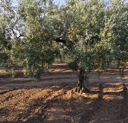 Azienda Agricola Moceri Giuseppe 1