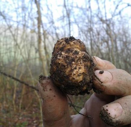 Il Bosco dei Tartufi 1