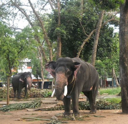 Elephant Camp Sanctuary 1