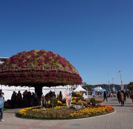 Geumsan Ginseng Festival 1