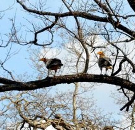 Nauradehi Wildlife Sanctuary 1
