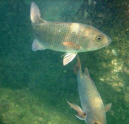 Malvan Marine Sanctuary 1