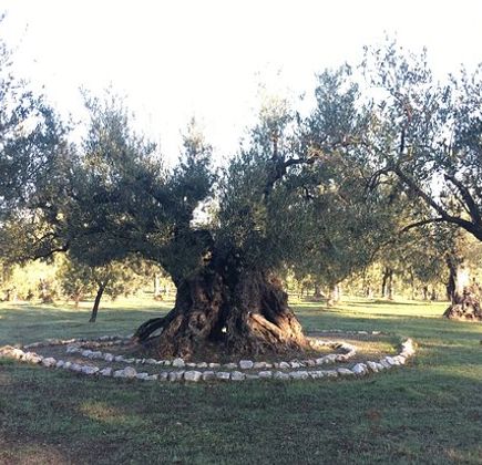 Olivo Monumentale 1
