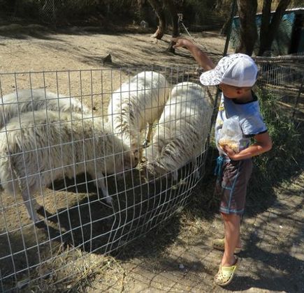 Farma of Rhodes Petting Zoo 1