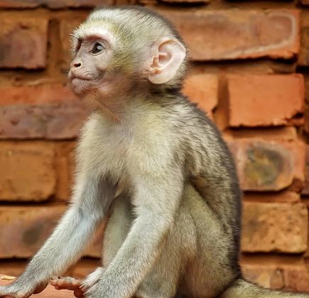 Monkey Mates 1