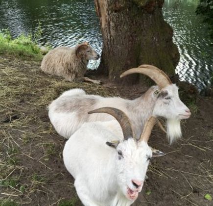 Nolhaga Lantgård 1