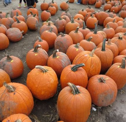 Goebbert's Pumpkin Patch 1