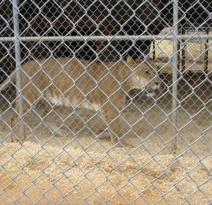 The Barry R. Kirshner Wildlife Foundation 1