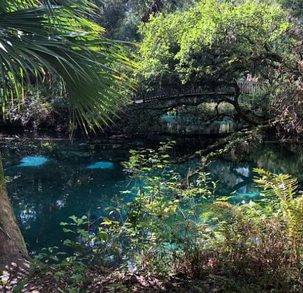 Ocala National Forest 1