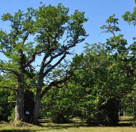 Loode Oak Forest 1