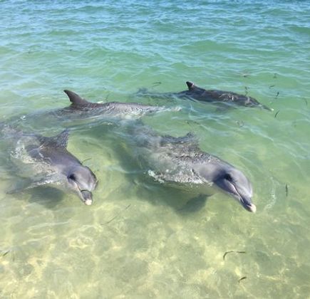 Monkey Mia Reserve 1