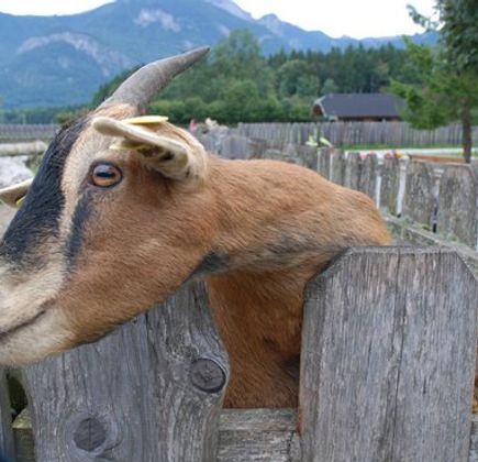 Village of Animals 1