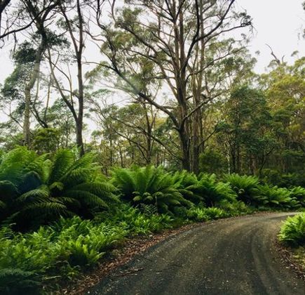 Blue Tier Forest Reserve 1