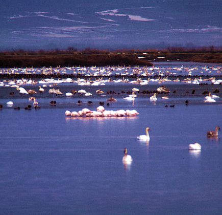 Evros Delta 1