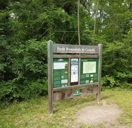 Forêt de Carnelle 1