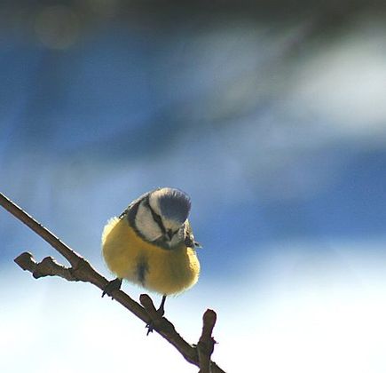 Upupa Birdwatching 1